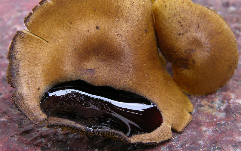 Cortinarius croceus?